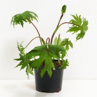 Бузульник Пржевальского, С3 горшок, Н10-50 высота, 1 шт, Осень 2024 Бузульник Пржевальского, С3 горшок, Н10-50 высота, 1 шт, Осень 2024