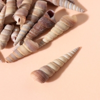 Ракушки природные декоративные "Спираль" набор 100 гр