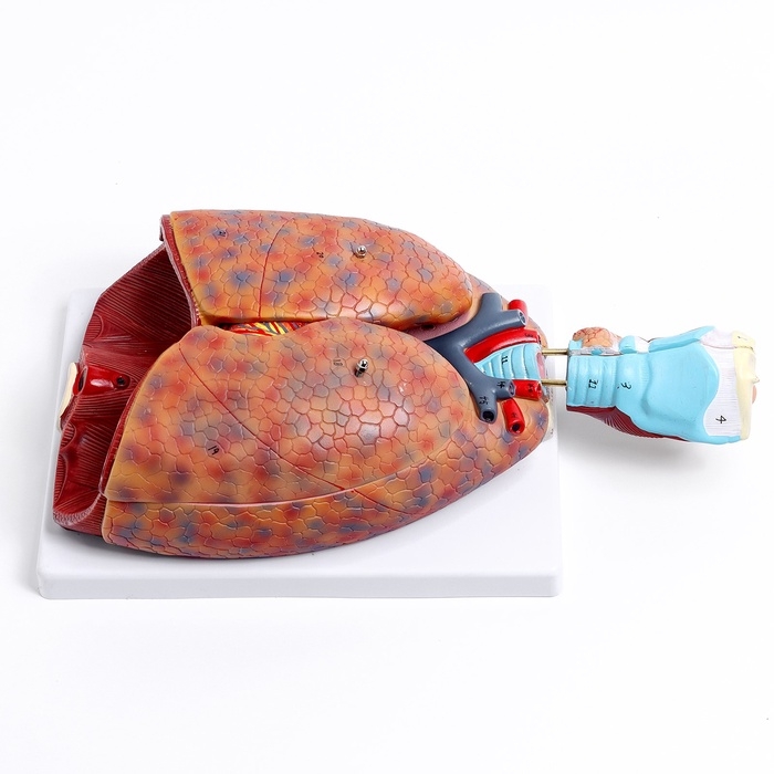 Макет Макет "Грудь человека изнутри" разборный 27*20*11см