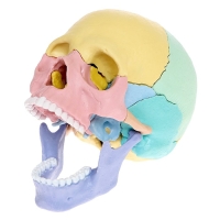 Набор для опытов &laquo;Череп человека&raquo;, анатомическая модель