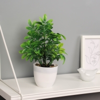 Бонсай в горшке "Ауакуба премиум" 20х9 см, Бонсай в горшке "Ауакуба премиум" 20х9 см,