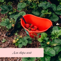 Ёмкость для сбора ягод, 3 л, «Красная смородина», красная Ёмкость для сбора ягод, 3 л, «Красная смородина», красная