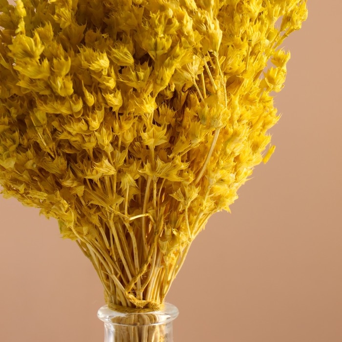 Набор сухоцветов "Шандра", банч длина 40 (+/- 6 см), яблоко