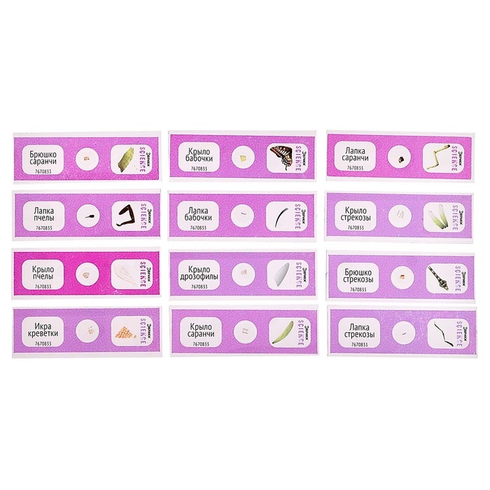 Набор для опытов «Набор микропрепаратов», насекомые Набор для опытов «Набор микропрепаратов», насекомые