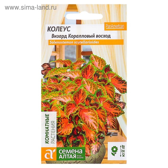 Семена комнатных цветов Колеус "Коралловый Восход", 5 шт