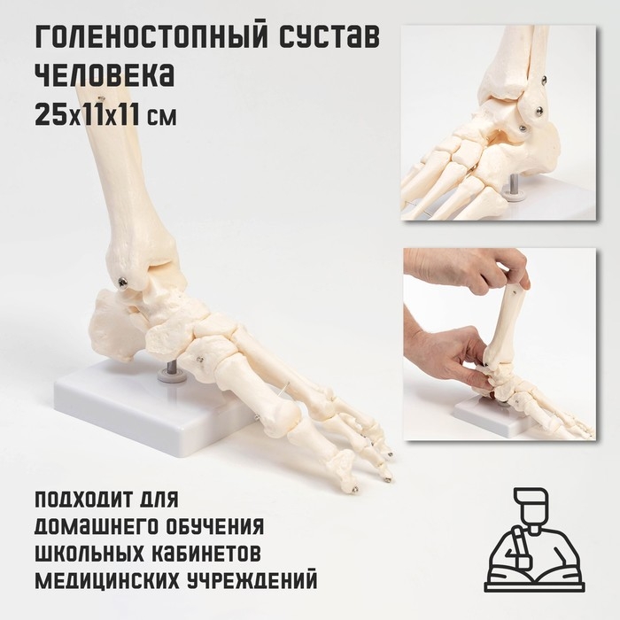 Макет Макет "Голеностопный сустав" 25*11*11см