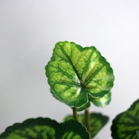 Бонсай "Алоказия экстра" 8х26 см, зелёный Бонсай "Алоказия экстра" 8х26 см, зелёный