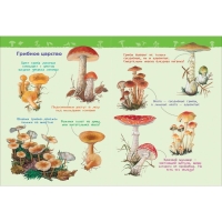 Энциклопедия для детского сада &laquo;В лесу&raquo;