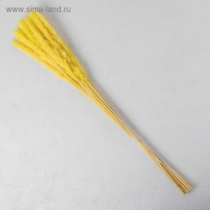Сухоцвет «Камыш» набор 15 шт, цвет жёлтый Сухоцвет «Камыш» набор 15 шт, цвет жёлтый