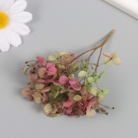 Сухоцвет "Гортензия" зелёно-красный h=6-6,5 см Сухоцвет "Гортензия" зелёно-красный h=6-6,5 см