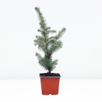 Ель колючая "Глаука", Р9, 1шт, h 3-20 см, Осень 2024