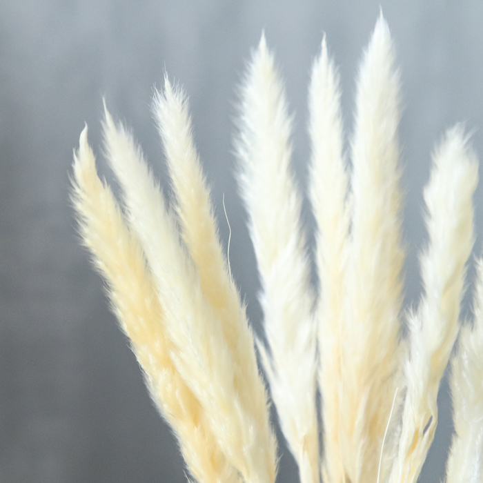 Сухоцвет «Камыш» набор 15 шт, цвет бежевый Сухоцвет «Камыш» набор 15 шт, цвет бежевый