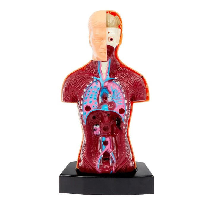 Научный опыт «Строение тела» Научный опыт «Строение тела»