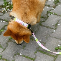 Поводок «Сочное настроение», 2.5 см, 2 м Поводок «Сочное настроение», 2.5 см, 2 м