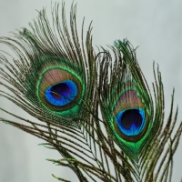 Перо павлина для декора, набор 3 шт., размер 1 шт. — от 25 до 30 см Перо павлина для декора, набор 3 шт., размер 1 шт. — от 25 до 30 см