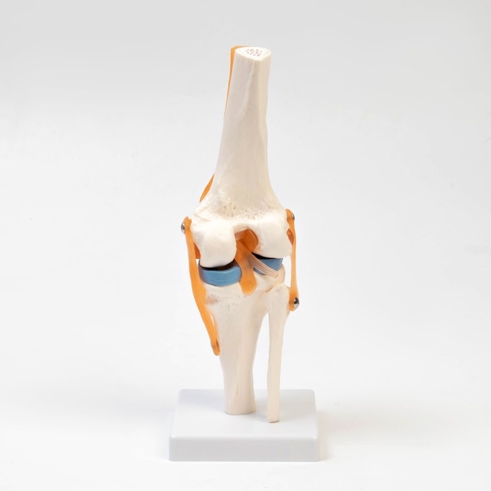 Макет Макет "Коленный сустав", 32*12*12см