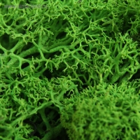 Мох стабилизированный "Салатовый" 45 гр (+-5 гр). Мох стабилизированный "Салатовый" 45 гр (+-5 гр).
