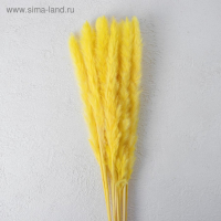 Сухоцвет &laquo;Камыш&raquo; набор 15 шт, цвет жёлтый
