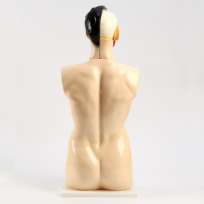 Макет Макет "Торс человека" 80 см