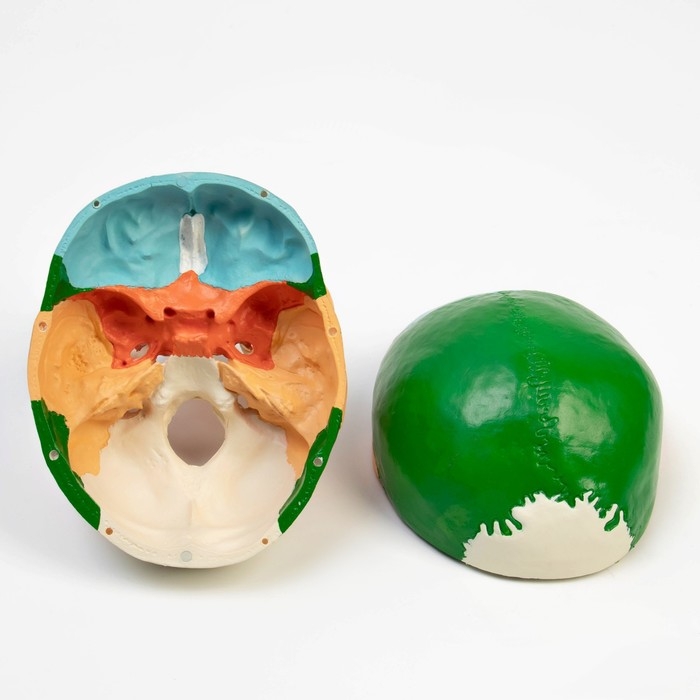 Макет Макет "Череп человека" цветной, 20*15*18см
