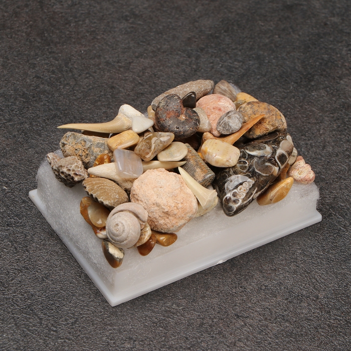 Набор Набор "Аммониты"