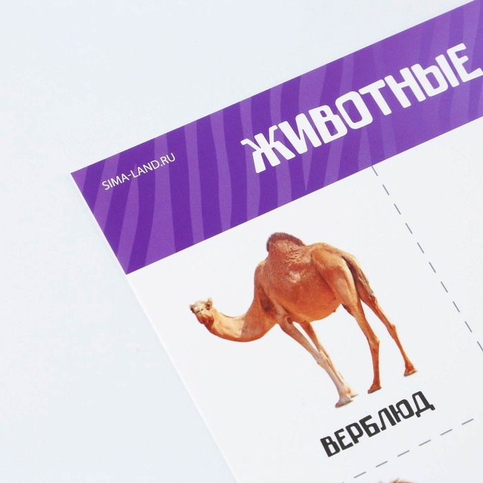 Набор обучающих плакатов «Изучаем мир», 10 в 1, А4 Набор обучающих плакатов «Изучаем мир», 10 в 1, А4