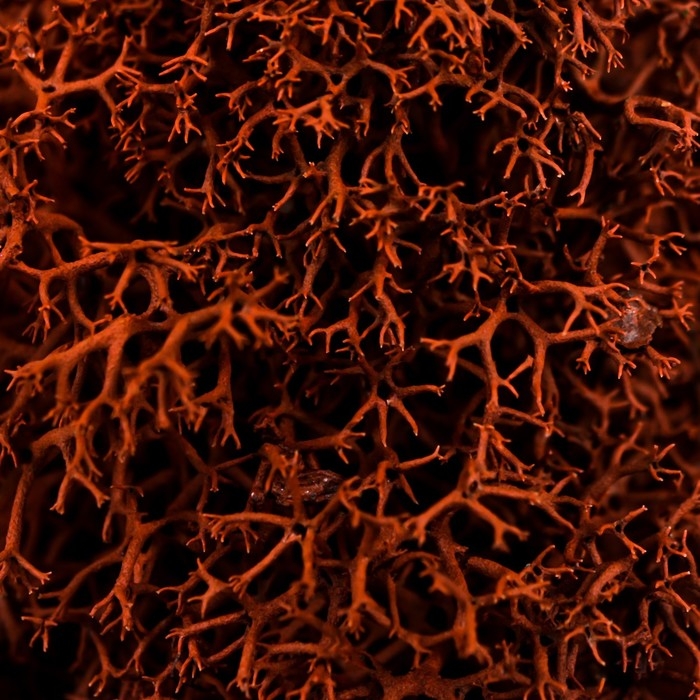 Мох стабилизированный Мох стабилизированный "Коричневый" 45 гр (+-5 гр).