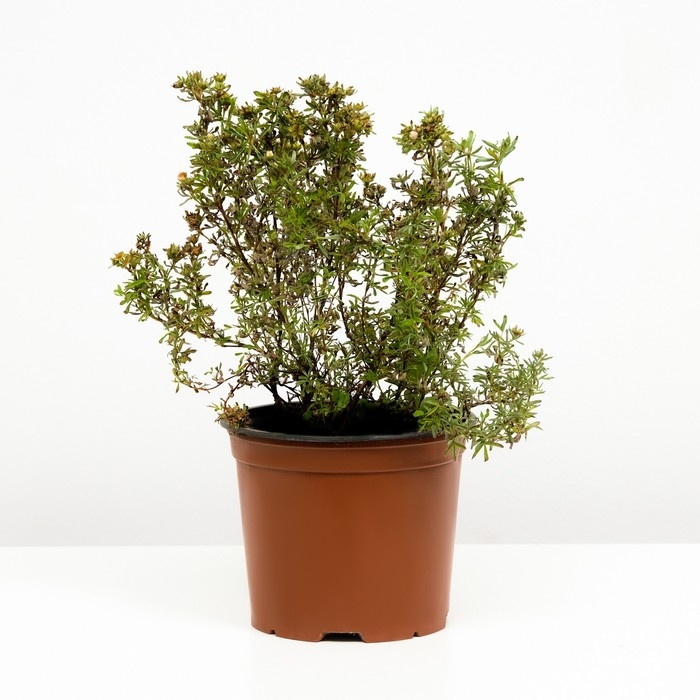 Лапчатка кустарниковая Беллисима, С3 горшок, Н10-50 высота, 1 шт, Осень 2024