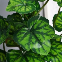 Бонсай в горшке "Алоказия круглолистная" 9,5х27 см Бонсай в горшке "Алоказия круглолистная" 9,5х27 см