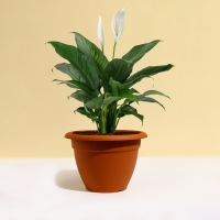 Горшок для цветов, d = 25 см, 4,3 л, пластик, коричневый Горшок для цветов, d = 25 см, 4,3 л, пластик, коричневый