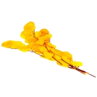 Сухоцвет персикого дерева, 50 г, длина &mdash; 70 см, цвет жёлтый