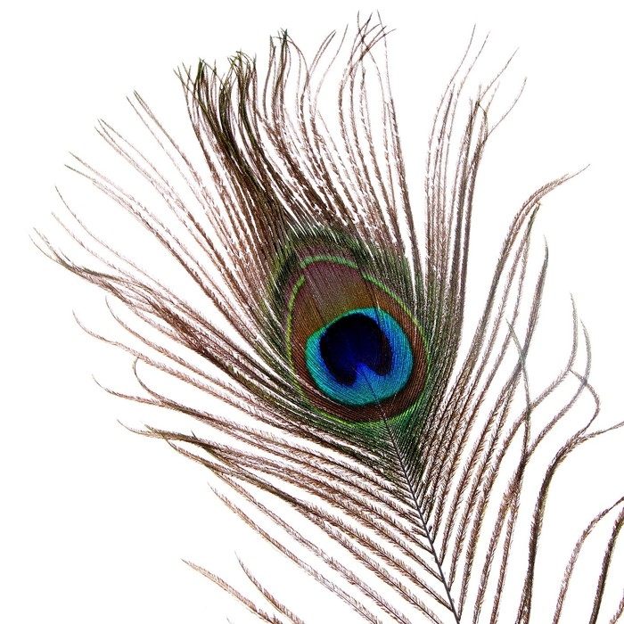 Перо павлина для декора, набор 2 шт., размер 1 шт. &mdash; от 40 до 50 см
