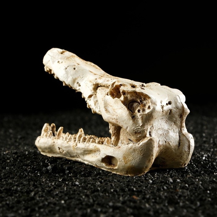 Декор для аквариума Декор для аквариума "Череп крокодила", 13 х 5,5 х 6 см