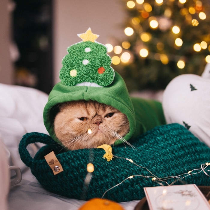 Костюм для животных "Ёлка", размер XL, зелёный