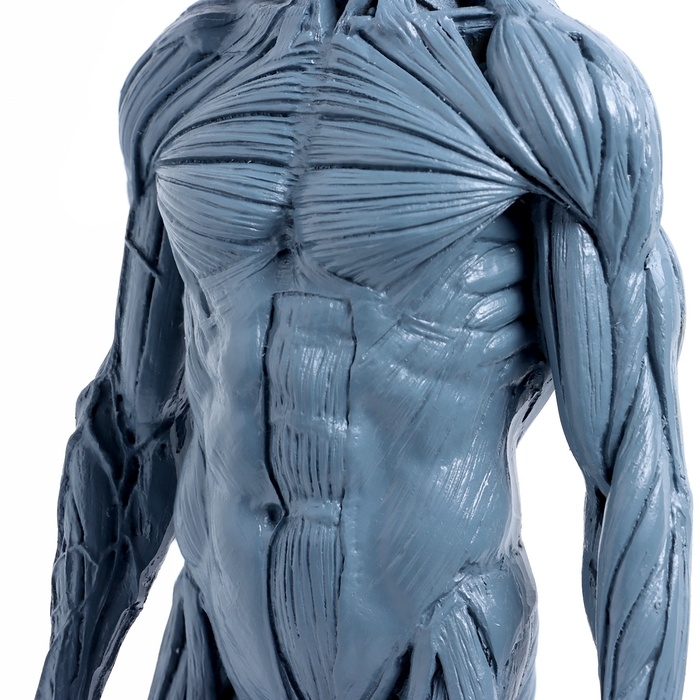 Макет Макет "Тело человека" 29см