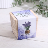 Набор для выращивания P&P "Лаванда" Набор для выращивания P&P "Лаванда"