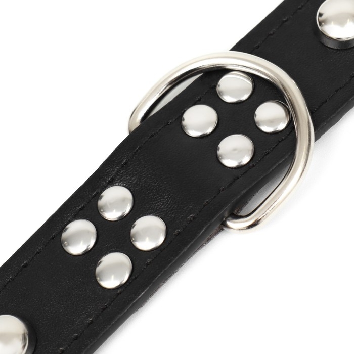 Ошейник "Сириус", кожзам с заклёпками, 56 х 3 см, ОШ 42-52, чёрный