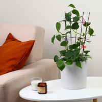 Клипса для растений «Стрекоза», набор 10 шт., МИКС, Greengo Клипса для растений «Стрекоза», набор 10 шт., МИКС, Greengo