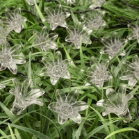 Гирлянда «Нить» 4.5 м с насадками «Цветы», IP44, тёмная нить, 30 LED, свечение мульти, 2 режима, солнечная батарея Гирлянда «Нить» 4.5 м с насадками «Цветы», IP44, тёмная нить, 30 LED, свечение мульти, 2 режима, солнечная батарея