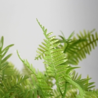 Бонсай "Папоротниковидный уил" 8х22 см, микс Бонсай "Папоротниковидный уил" 8х22 см, микс