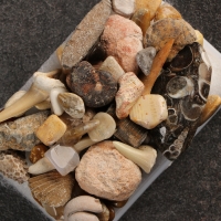 Набор "Аммониты" Набор "Аммониты"