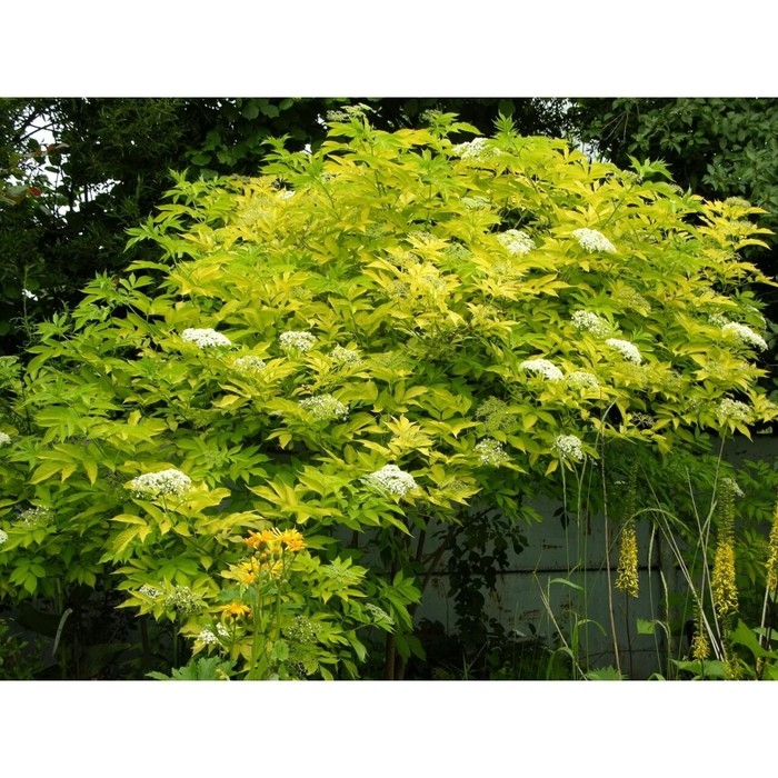 Бузина черная Ауреа, С3 горшок, Н10-50 высота, 1 шт, Лето 2024 Бузина черная Ауреа, С3 горшок, Н10-50 высота, 1 шт, Лето 2024