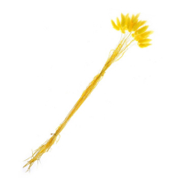 Сухоцвет &laquo;Лагурус&raquo;, набор 30 шт., цвет жёлтый