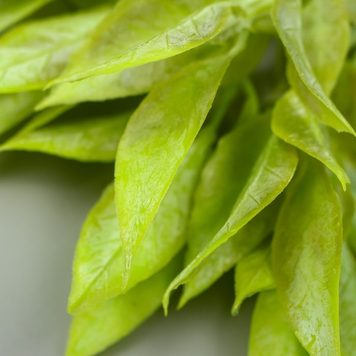 Искусственное растение для творчества "Рукус" 1 букет=6 веточек зелёный 13 см