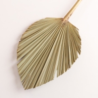 Лист пальмы Вашингтония "Пика" 50-60 (+/- 6 см), 1 шт, цв. натуральный