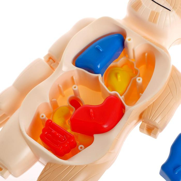 Набор для опытов «Мое удивительное тело» Набор для опытов «Мое удивительное тело»