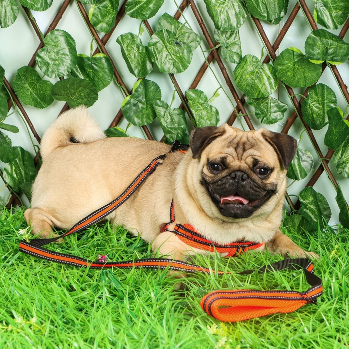 Комплект амуниции мягкий, светоотражающий, поводок 120 х 1,5 см, ОШ 35-53 см, оранжевый