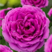 Саженец Розы "Найт Сити", Горшок С4, Лето 2024 Саженец Розы "Найт Сити", Горшок С4, Лето 2024