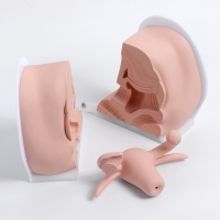 Макет "Вагина" разборный 19*13*17см Макет "Вагина" разборный 19*13*17см