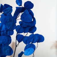 Сухоцвет персикого дерева, 50 г, длина &mdash; 70 см, цвет синий